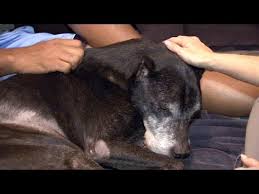 We did not find results for: Vet Brings Peace To Pets Families With In Home Euthanasia Youtube