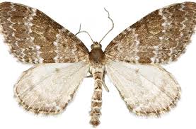 Image result for Entephria caesiata