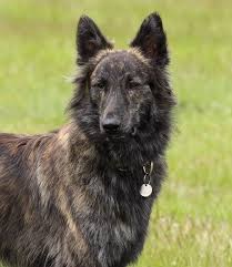 Black And Tan Faded German Shepherd Puppies Dutch Shepherd Dog I Want This Dog Dutch Shepherd Dog Shepherd Dog Dogs