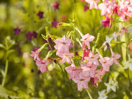 Image result for Nicotiana