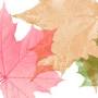 Profile Picture of Autumn vs. Fall: What Was The Original Name Of This Season?on Google