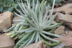 Image result for Caputia