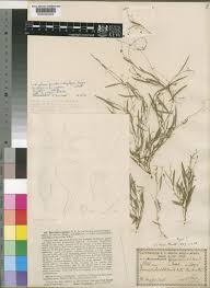 Image result for Microcharis