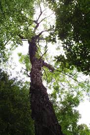 Black locust is an excellent choice for firewood. Black Locust Trees At Bhws Inaturalist