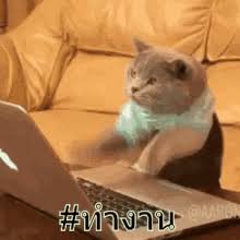 We did not find results for: Working Cat Meme Gifs Tenor