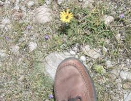 Image result for Moraea simulans