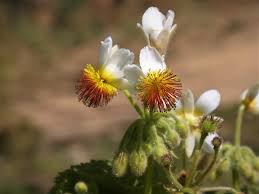Image result for Sparrmannia africana