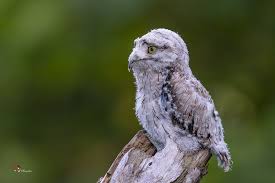 Birds That Start With R Dhgyjd Erxv3 M
