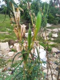 Image result for Sesamum alatum