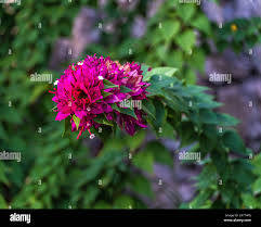 Image result for Nyctaginaceae