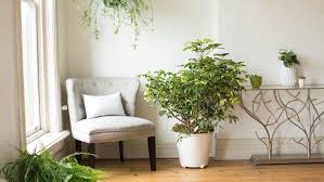 Image result for Schefflera
