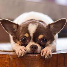 Available now contact christa mckelroy on facebook. Chihuahua Breeders Puppies For Sale In California