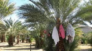 A new study by university of california, riverside, researchers shows that rhynchophorus palmarum, also known as the american or black palm weevil, can fly much the results, published in june in the journal of economic entomology, do not bode well for the southern california date palm industry. Hundreds Of Date Trees Picture Of China Ranch Date Farm Tecopa Tripadvisor