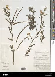Image result for Sesbania keniensis