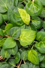 Image result for Vincetoxicum monticola