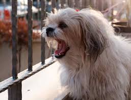 You can stop the barking by bringing him inside, thus blocking his access to the other dog. How To Stop Your Shih Tzu From Barking At Other Dogs