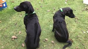 Both of these dogs can be friendly but personalities differ, so you never know. Rhodesian Ridgeback Mix Mischling Rhodesianridgeback De