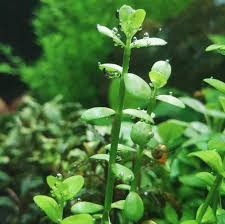 Check spelling or type a new query. Mainam Moneywort Bacopa Monnieri Bundle Live Aquarium Plant For Freshwater Fish Tank Decoration 3 Days Live Guaranteed Fish Aquatic Pets Pet Supplies Fcteutonia05 De