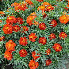 Image result for Tagetes patula