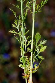 Image result for Diplolophium africanum