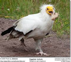 The pharaohs of ancient egypt were crowned with headdresses throughout the ages, known to feature the head of a vulture alongside of a serpent. Egyptian Vultures Beauty Of Birds