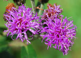 Image result for Vernonia myriantha
