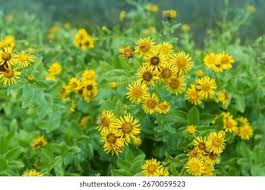 Image result for Pentanema