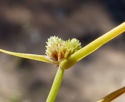 Image result for Lipocarpha