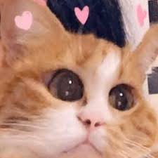 Sev Beni Hircin Kofte Cats Cat Kediler Kedi Wholesome Cats Animals