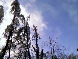 A pine tree is a conifer for which health benefits and therapeutic value is backed by many medicinal a mystical tree worshiped in many past civilizations, the pine tree represents immortality in the far. Tie A Yellow Ribbon Round That Damn Pine Tree Youwanttotalktothecat