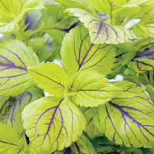 Image result for Coleus scutellarioides