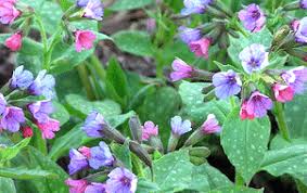 Perennial flowers for sun wisconsin. Midwest Gardening Best Performing Perennials