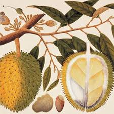 Puri durian belanda keluaran puri asli resources. Riwayat Durian Di Nusantara Historia