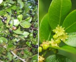 Image result for Scutia