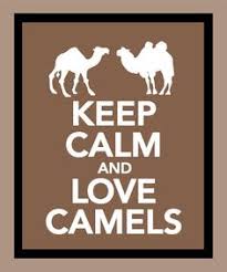 A camel's hump is a giant mound of fat, actually. Camels A Z