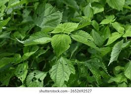 Image result for Boehmeria nivea