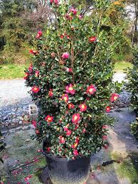 Camellia Sasanqua Yuletide Budded N Blooming Garden Art Plants Landscape Design