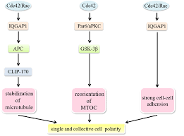 (1990) cdc42 and cdc43, two additional genes involved in budding and the establishment of cell polarity in the yeast saccharomyces cerevisiae. Cdc42 Modulates The Establishment Of Cell Polarity Establishment Of Download Scientific Diagram