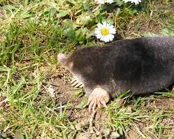 They live their life traveling through intricate tunnel systems that they create just under the ground's surface and much deeper in the ground. Mole Animal Wikipedia