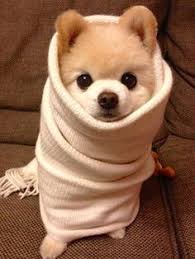 Cute video and article that explains how dogs keep themselves warm when they are outside in the snow and cold. 110 Animals Keeping Warm Ideas Animals Keep Warm Warm