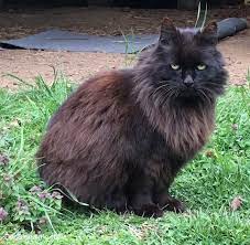 Tabby, long hair domestic cat and black, active dog, playing tog. Black Kitten Long Hair Novocom Top