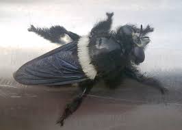 Additionally, the males have larger thoracic volumes for given masses. Carpenter Bee Robber Fly From South Africa What S That Bug