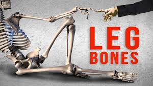 The lower limb has 30 bones some of which are tibia, femur, tarsal bones, fibula, metatarsal bones, etc. How To Draw Legs Bone Anatomy For Artists Youtube