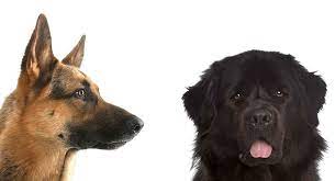 The large newfoundland is famed for its sweet, gentle nature. Newfoundland German Shepherd Mix A Large Lovable Hybrid