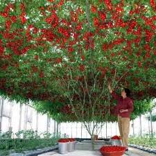 Tomato Tree Wow Menanam Sayuran Menanam Aquaponics