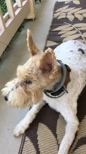 Mid state pet health is a mobile veterinary service for dogs and cats. Peaceful Pet Passage Home Facebook