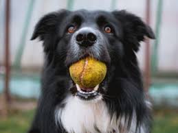 It's about time mahershala ali, zazie beetz, lauren cohan, chad l. Barking Oaks Pet Resort Spa Pet Grooming Private Spa Training Doggy Day Care And More You Can Be Sure There Is Something Each And Every Pet Will Enjoy