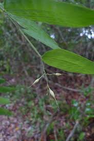 Image result for Olyra latifolia