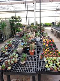 But when you get good, clean, fresh and an abundance of options for produce and other goods; Dr Delphinium Flower Orchid House 513 W Campbell Rd Richardson Tx 75080 Usa