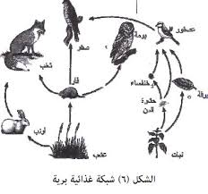 مستويات سلاسل الغذاء وشبكاته